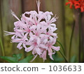 Nerine 1036633
