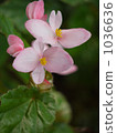 Begonia 1036636