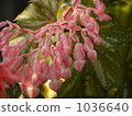 Dendrobium bud 1036640