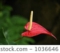 Fly Anthurium 1036646