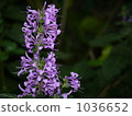 Plectranthus 1036652
