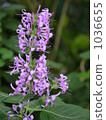 Plectranthus 1036655