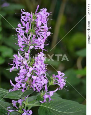 Plectranthus 1036655