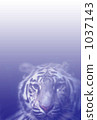 New Year's Tiger 1037143