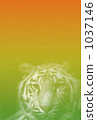 New Year's Tiger Gradation 1037146