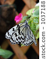 Lumbar butterfly Lumbar butterfly 1037188