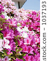 Azalea Azalea 1037193