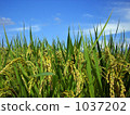 Rice field Rice field 1037202