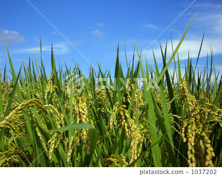 Rice field Rice field 1037202