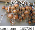 Onion Onion 1037204