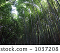 Bamboo grove  Bamboo grove 1037208
