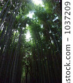 Bamboo grove  Bamboo grove 1037209