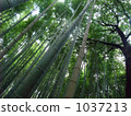 Bamboo grove  Bamboo grove 1037213