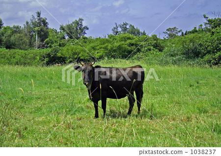 A black cow standing in the field A black cow standing in the field 1038237