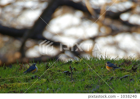 Two rulibitaki Two rulibitaki 1038240