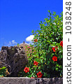 紅色粗礪的屋頂和紅色木槿 1038248