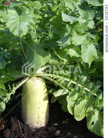 Daikon等待收穫 Daikon等待收穫 1038781