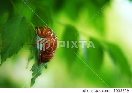 Outlet of cicada Outlet of cicada 1038859