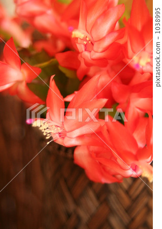 christmas cactus, denmark cactus, indoor 1038995