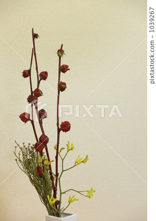 cotton rose, hibiscus mutabili, fruit 1039267