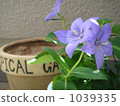 風鈴草風鈴草 1039335