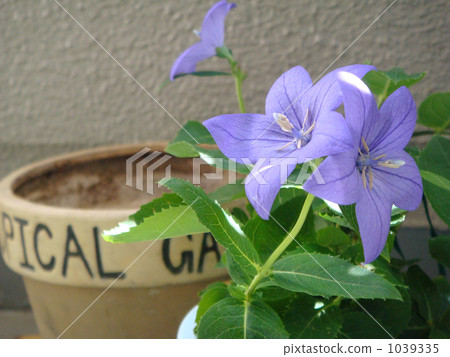 風鈴草風鈴草 1039335