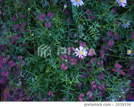 在草的白花 1039336