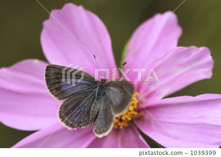 秋天去皮的櫻桃樹在櫻花盛開 1039399