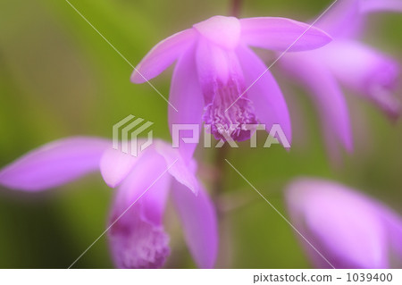 Silk flower soft focus photo Silk flower soft focus photo 1039400