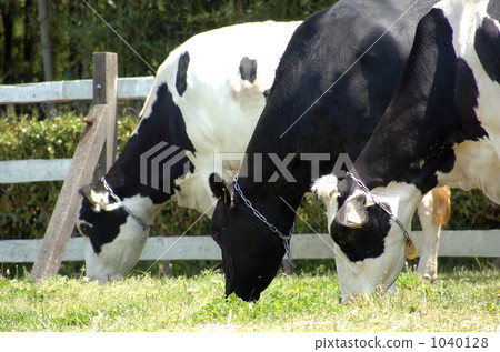 milk cow, dairy cattle, creature 1040128