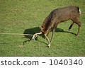 Corner cutting of deer 1040340