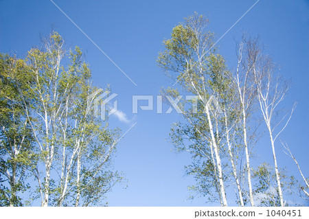 White birch White birch 1040451