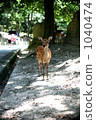 Deer and rickshaw 1040474
