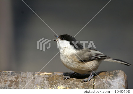Willow tit 1040498
