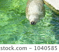 A seal to be relaxed 1040585