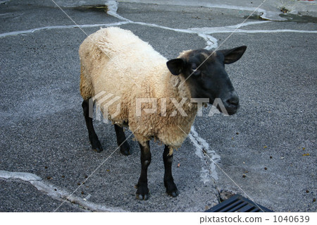 Sean of sheep? 1040639