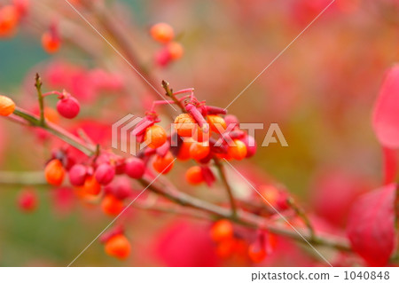 Nanakamado水果 Nanakamado水果 1040848