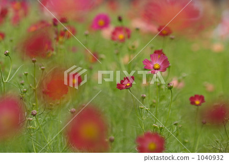 Cosmos Cosmos 1040932