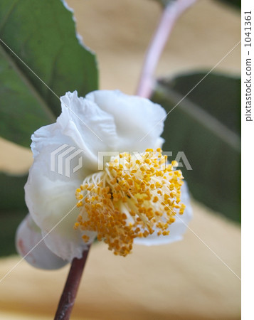 一朵乾淨的茶花 一朵乾淨的茶花 1041361