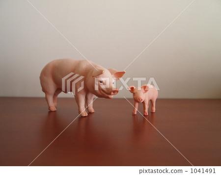 小豬 乳豬 豬 1041491