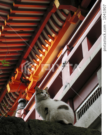 cat, grounds 1041907