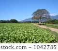 Kiyosato yamanaashi樹和高地菜地 1042785