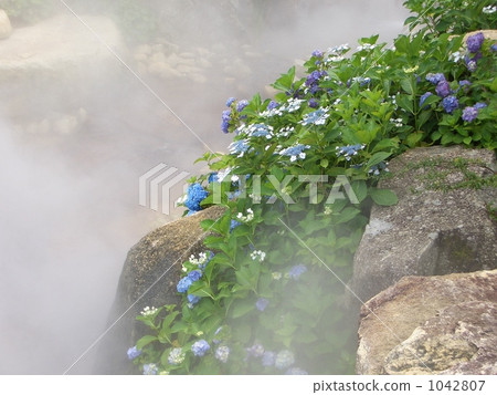 繡球 繡球 1042807