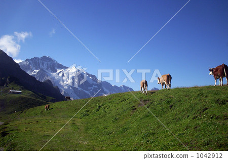 Jungfrau and cows 1042912