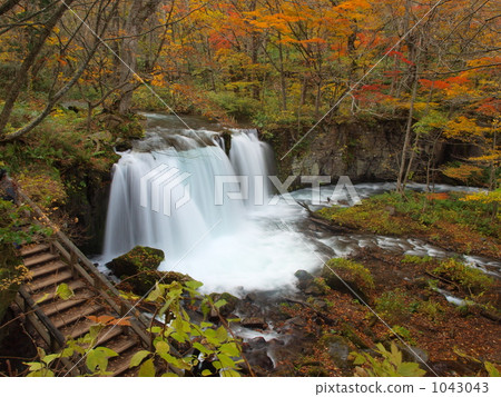 秋葉的Choshi Otori 1043043