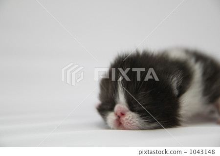 出生後一周的小貓！ 1043148