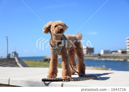 Toypoo and blue sky 1043716