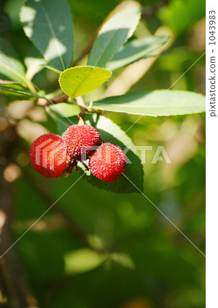 草莓樹 1043983