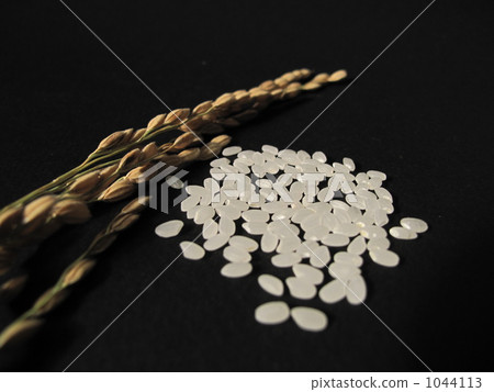 米飯和米飯 1044113