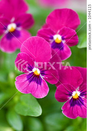 三色堇花 1044115